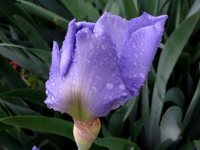 雨に濡れたアヤメ科の花