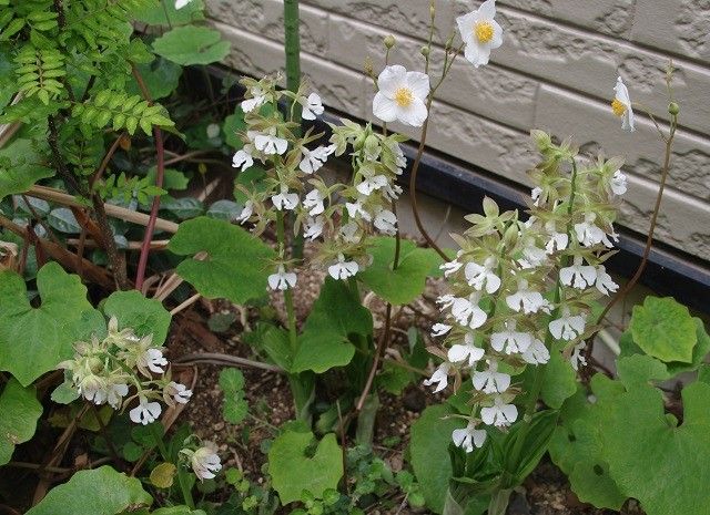 裏庭の花