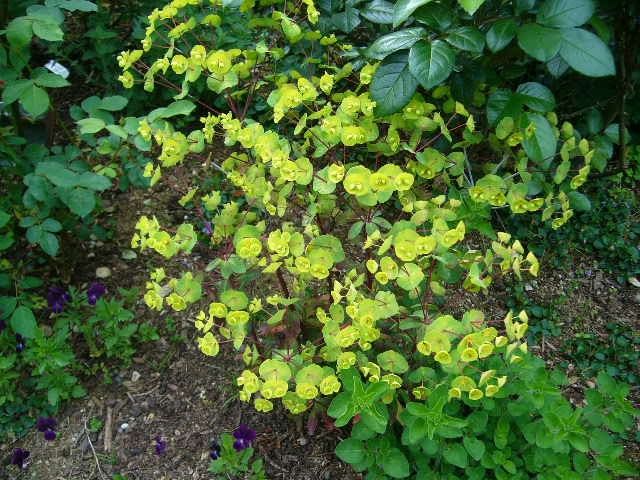 花が増えて来たよ。