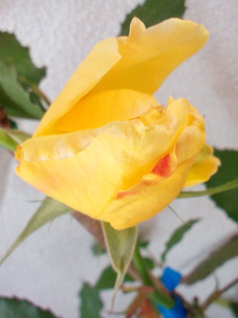 幸福の黄色いお花たち(*ﾟ▽ﾟ*)