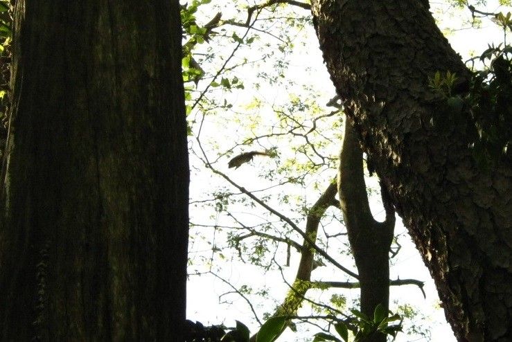 山に登ってきました160430