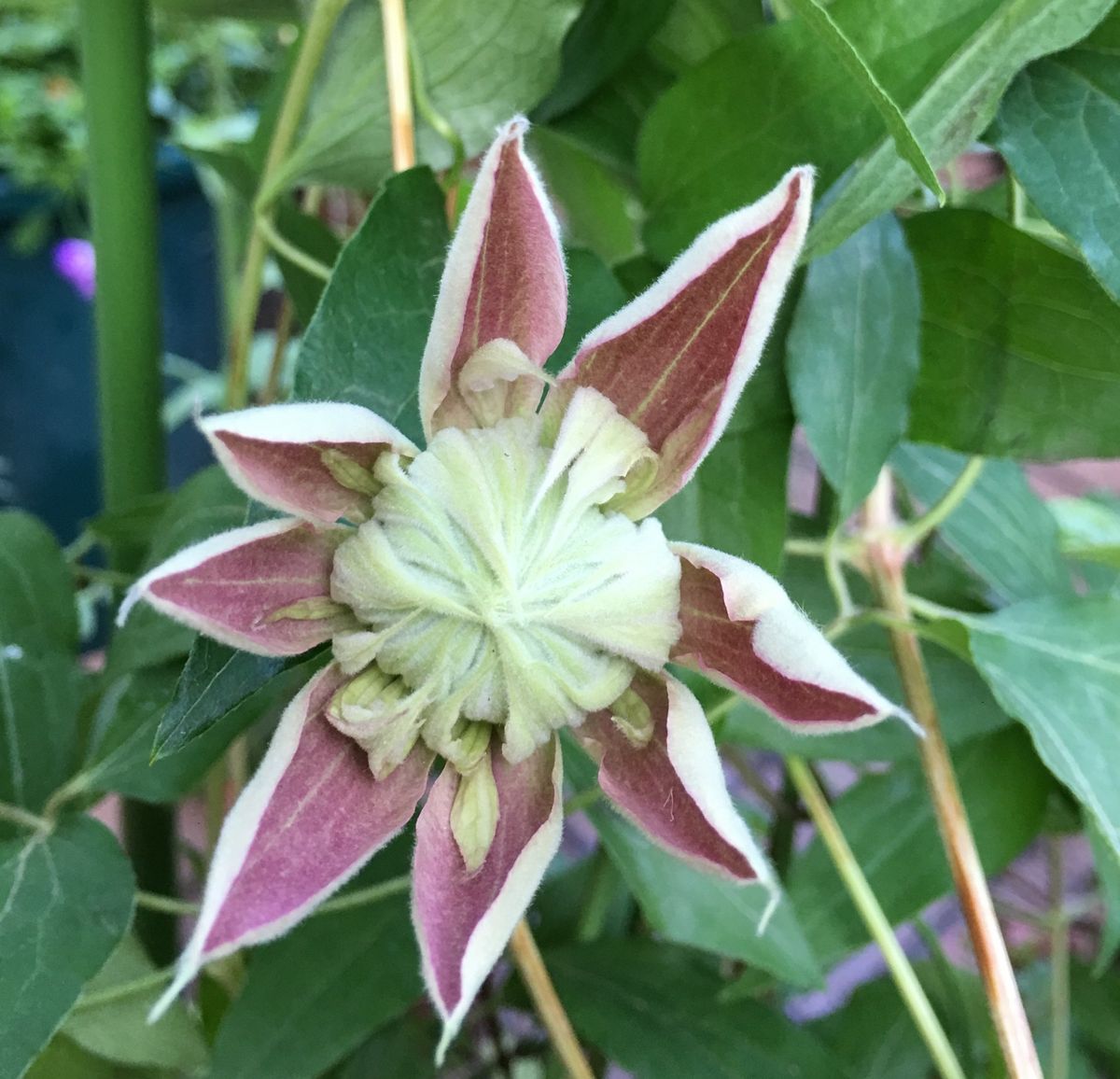 今朝のクレマチス🌸