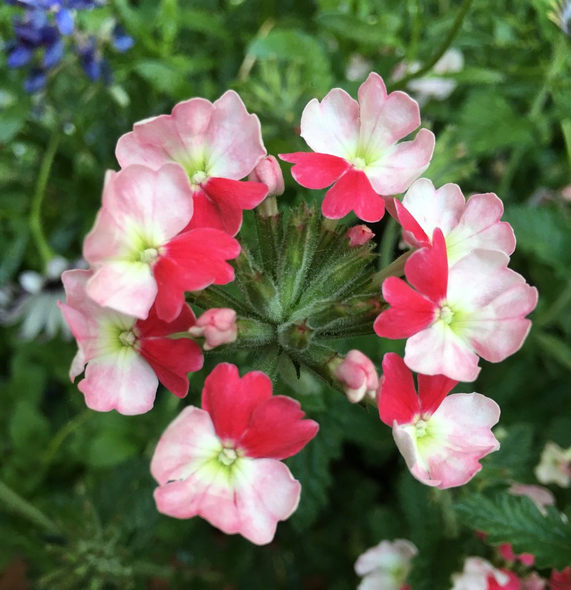 今朝のクレマチス🌸