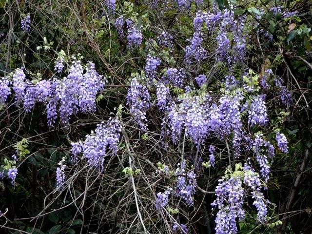 野山の青い花