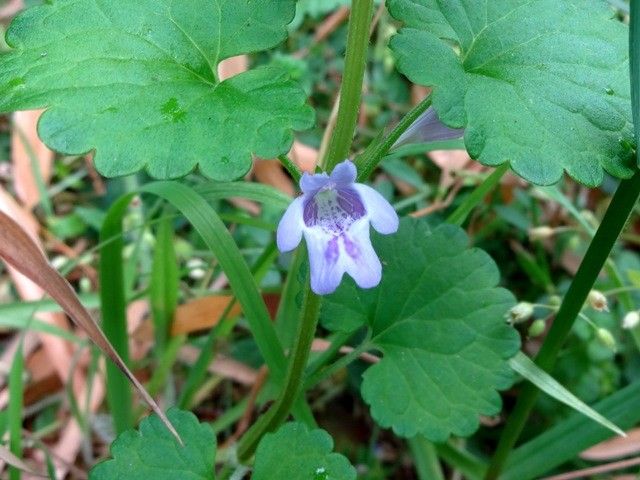 野山の青い花