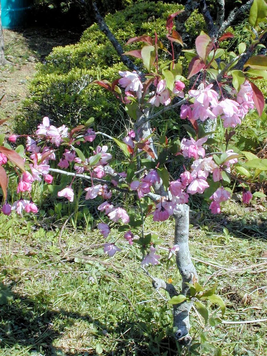 この花の名前を教えてぇ