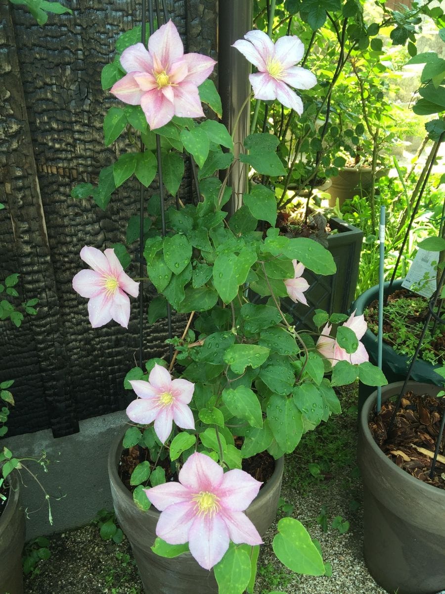 今日の花    2