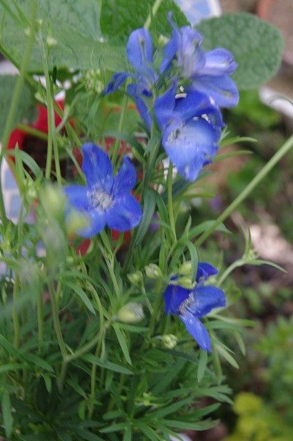 青い花たち