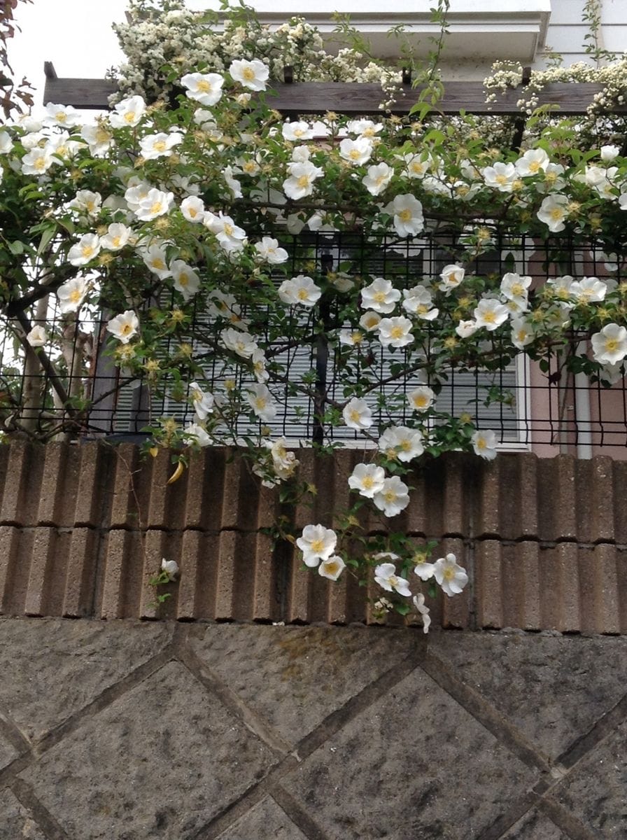 よそ様の花木が綺麗です！！    白   その二