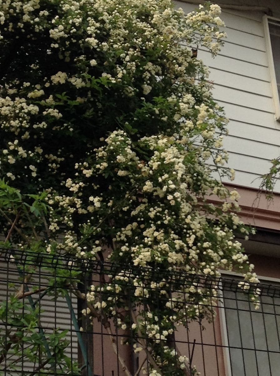 よそ様の花木が綺麗です！！    白   その二