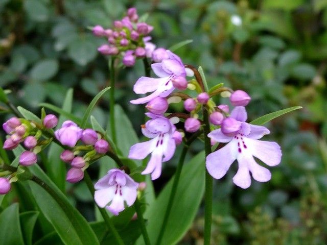 山野草いろいろ