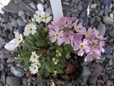 初めての開花になるか・・・・？