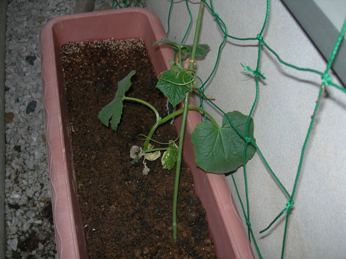 トマトとキュウリの植え付け