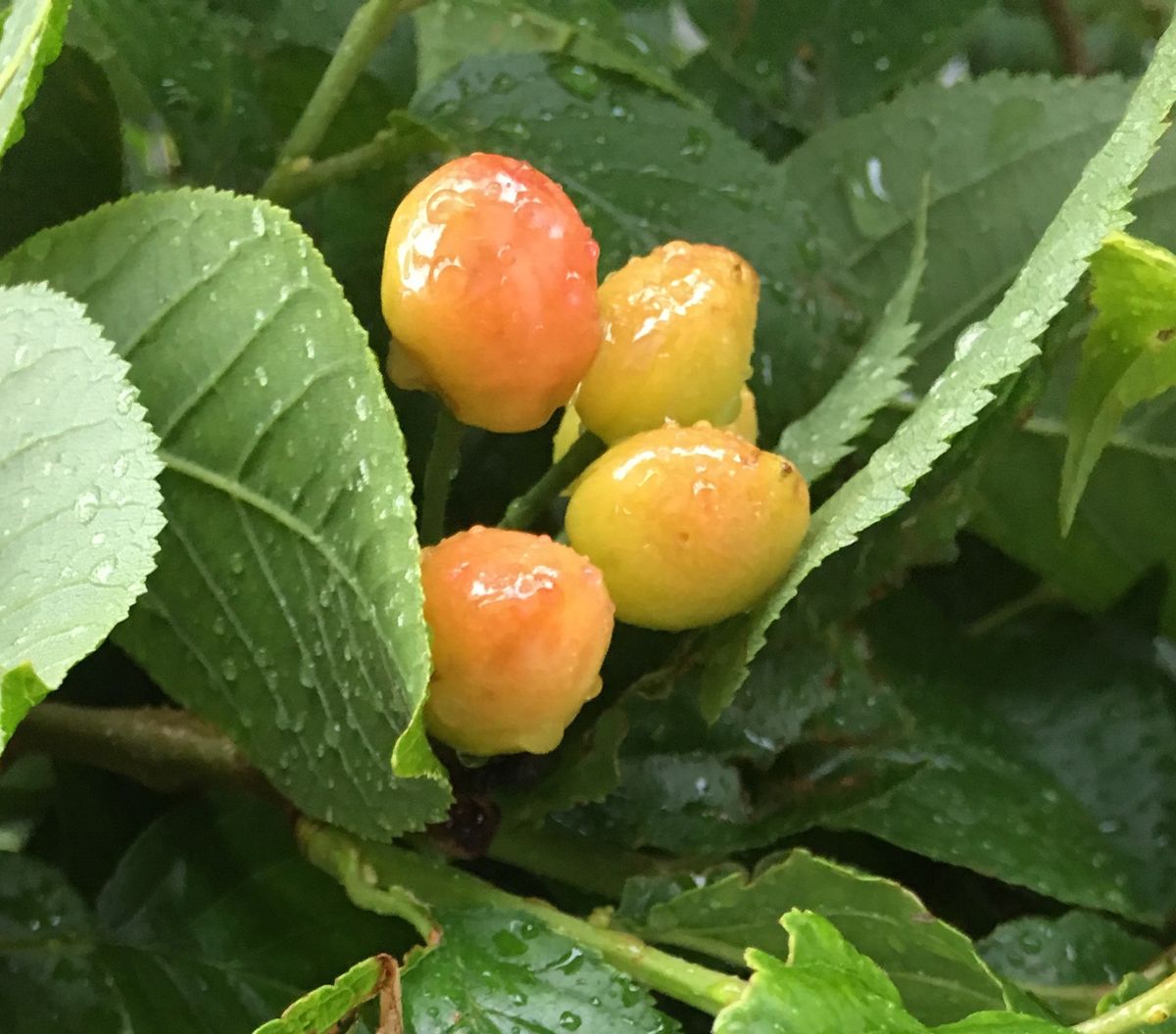 桜桃の🍒