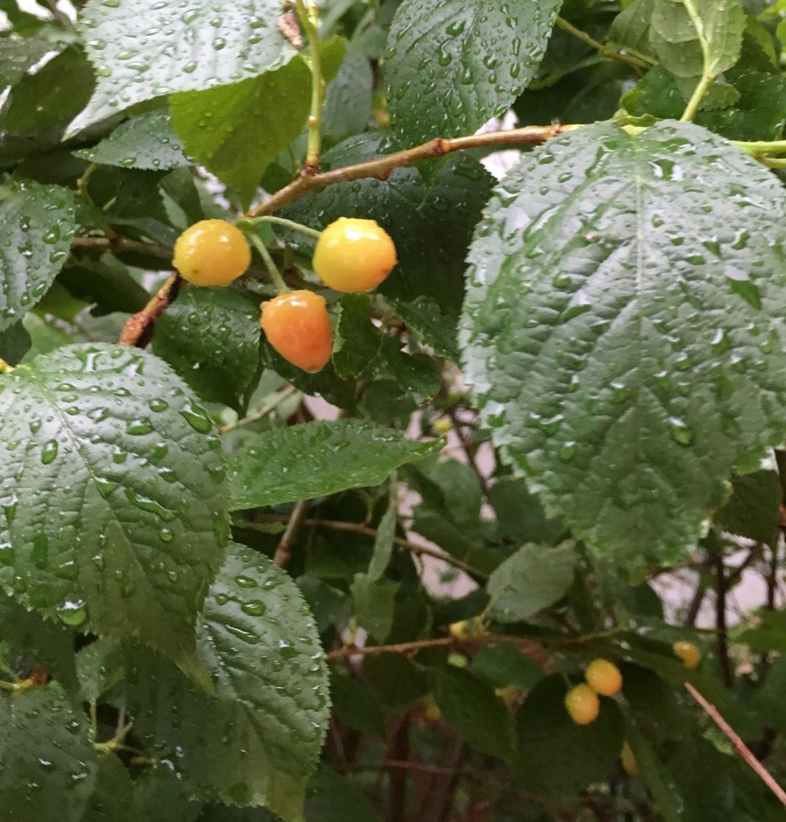 桜桃の🍒