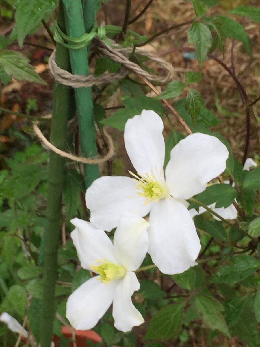 クレマチスの花が咲きました