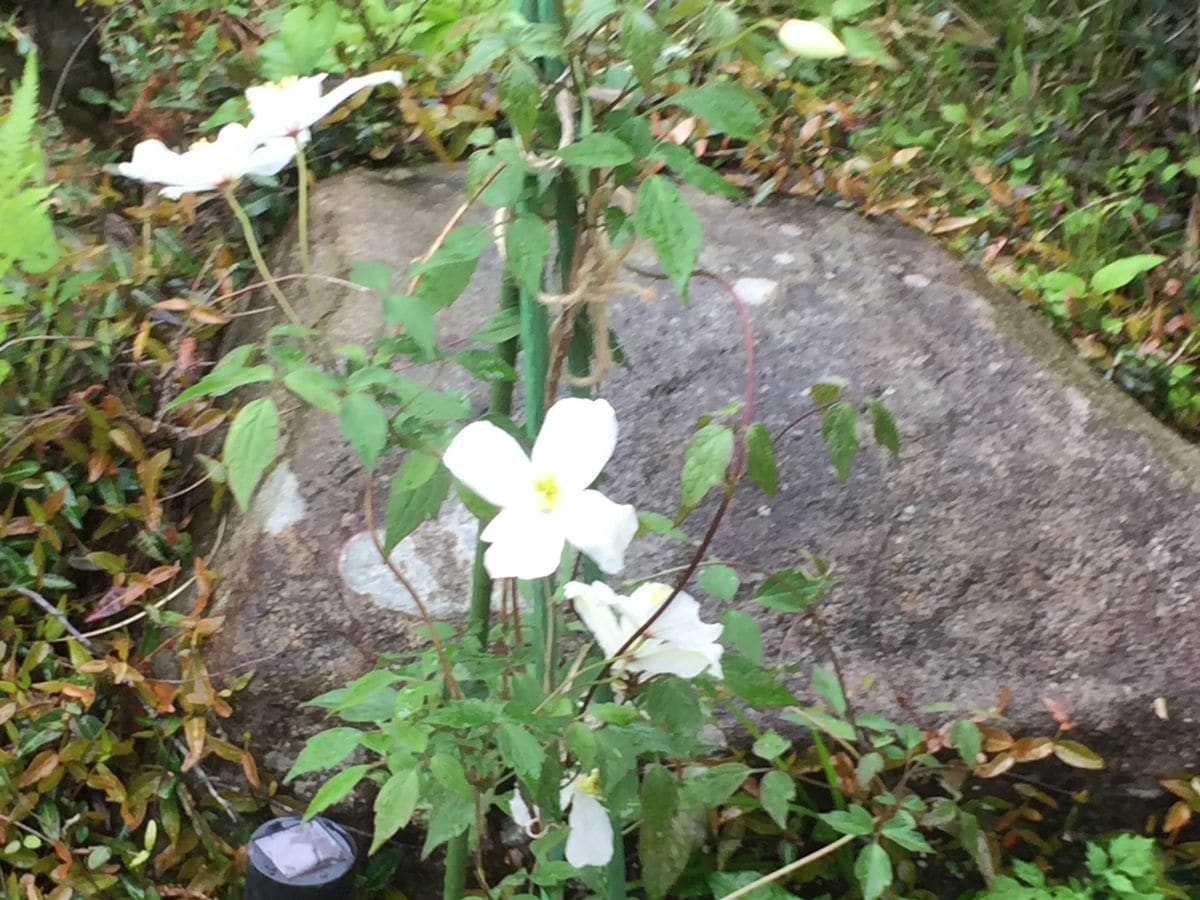 クレマチスの花が咲きました