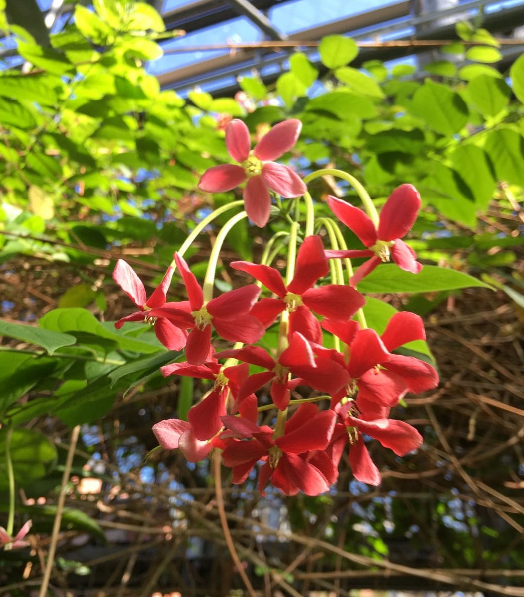 熱帯植物館に行ってきました。