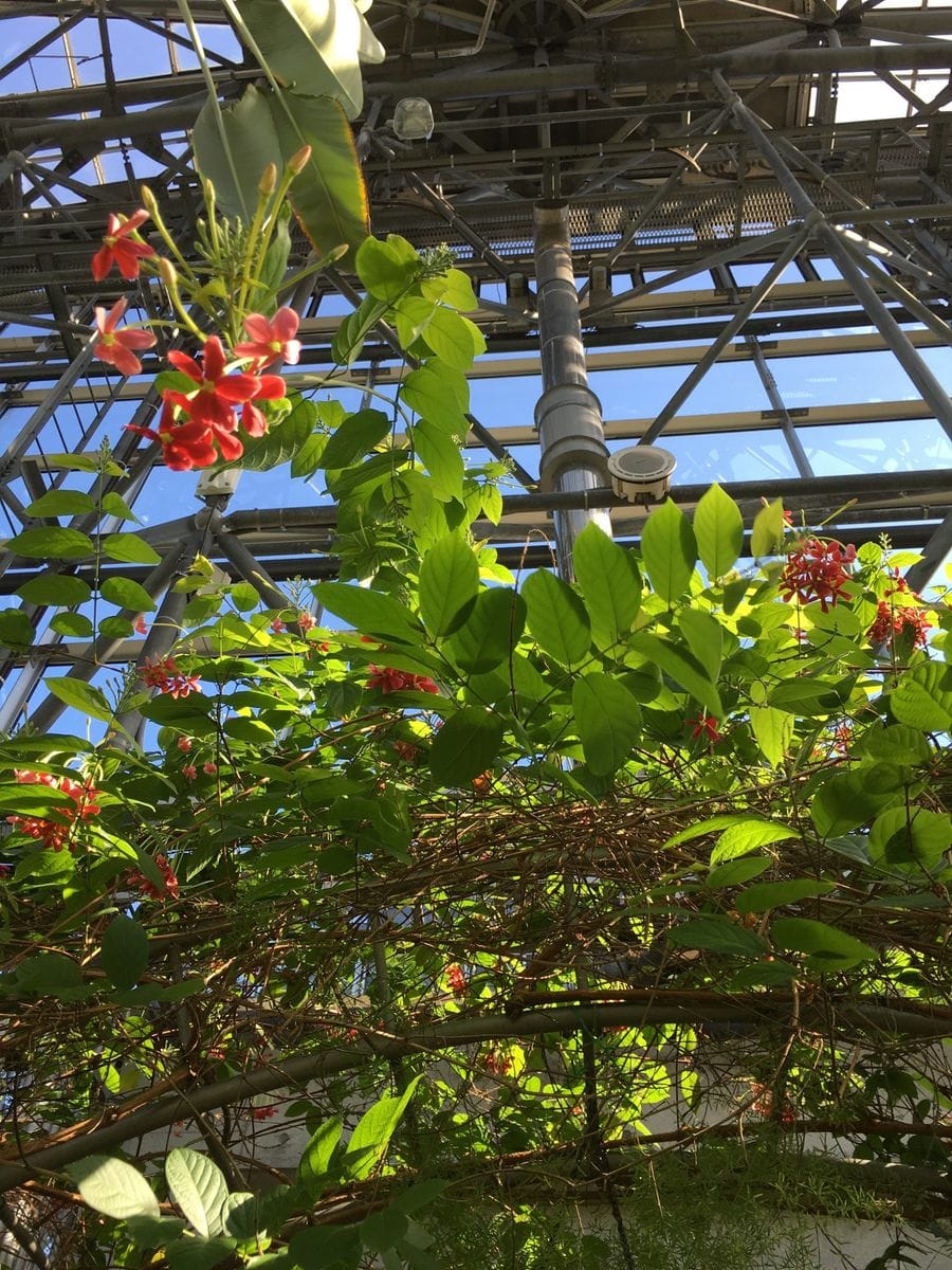 熱帯植物館に行ってきました。