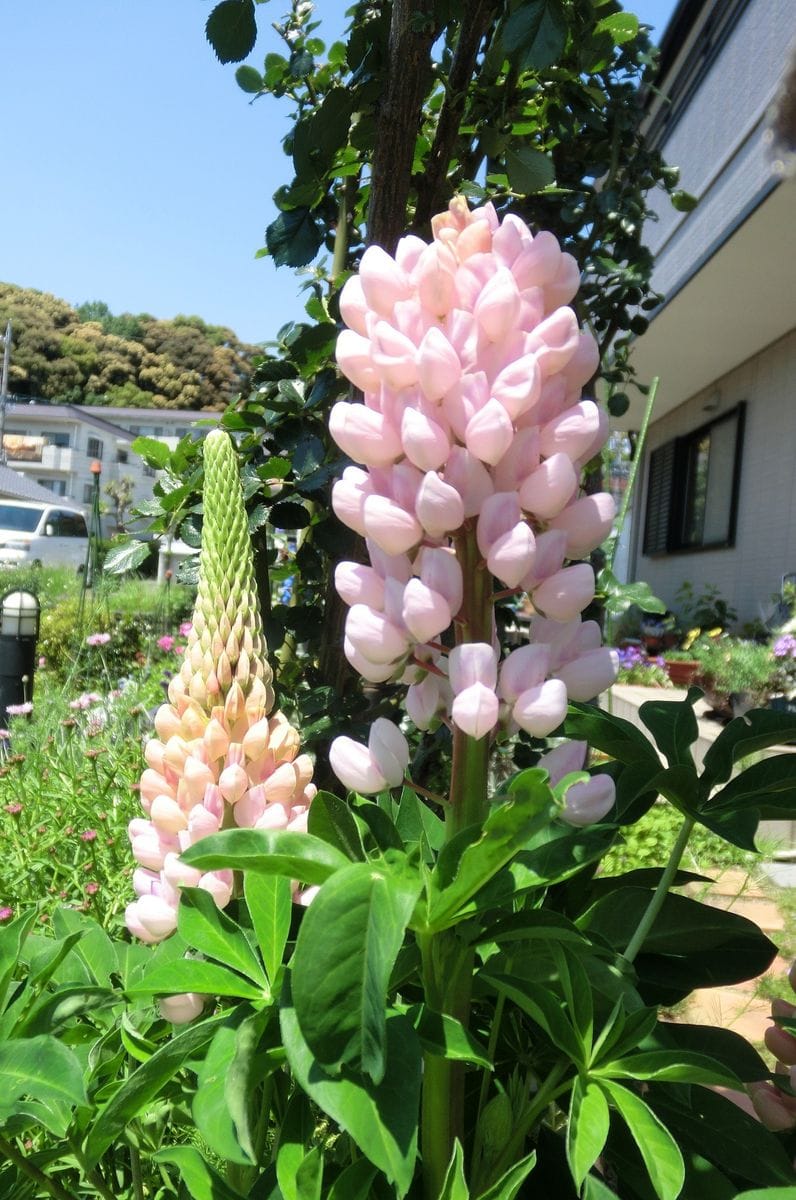 今日の庭から（いろいろなお花たち）