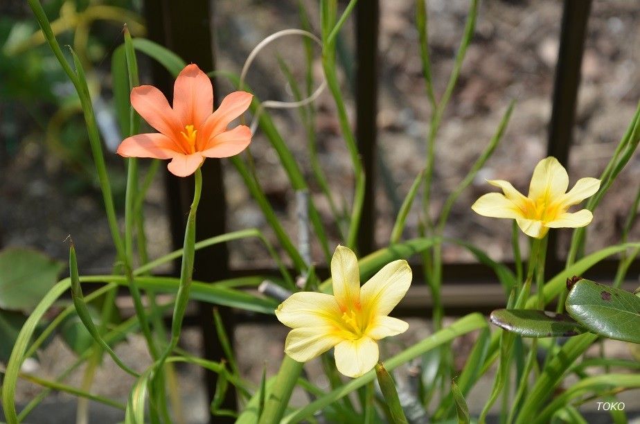 現在開花している植物から…その２