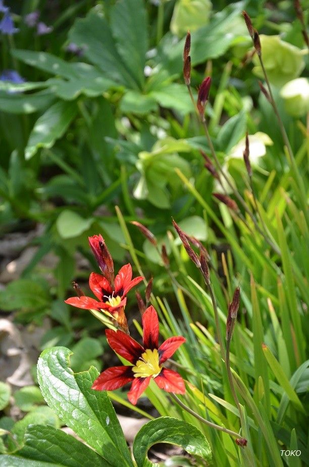 現在開花している植物から…その２