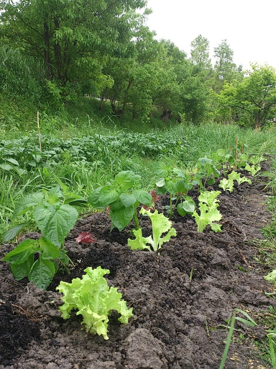 夏野菜の植付け