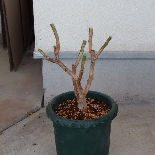 ポインセチアの剪定・植え替え