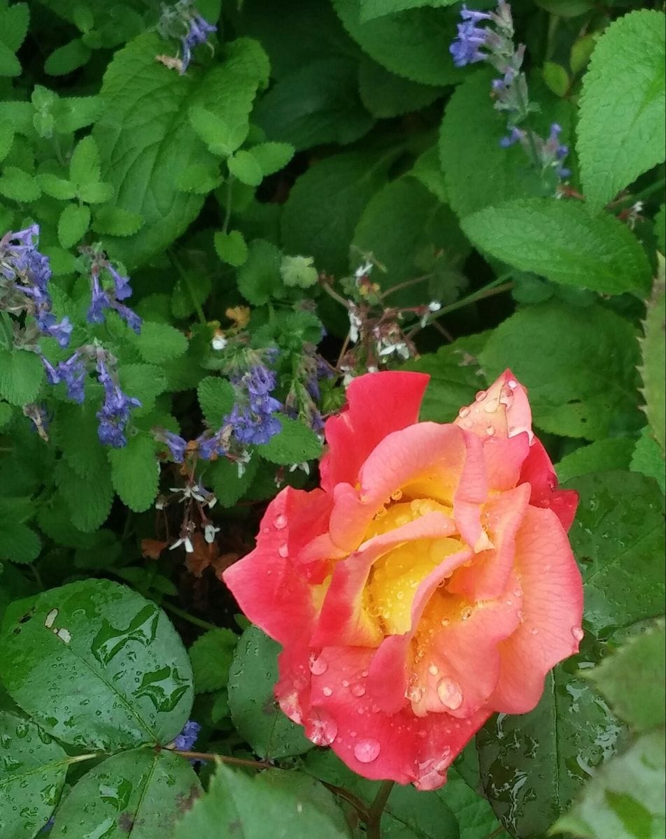 雨上がりの🌹バラちゃん②