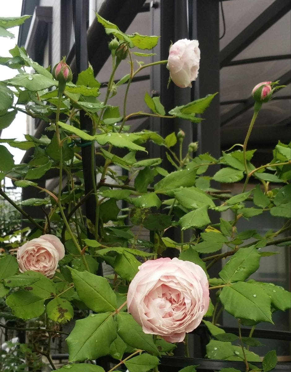 雨上がりの🌹バラちゃん②