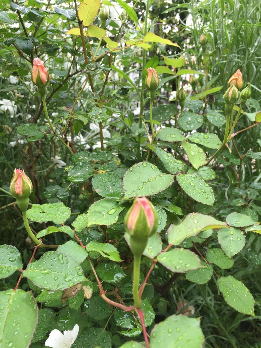 メアリーマグダレンの開花まで