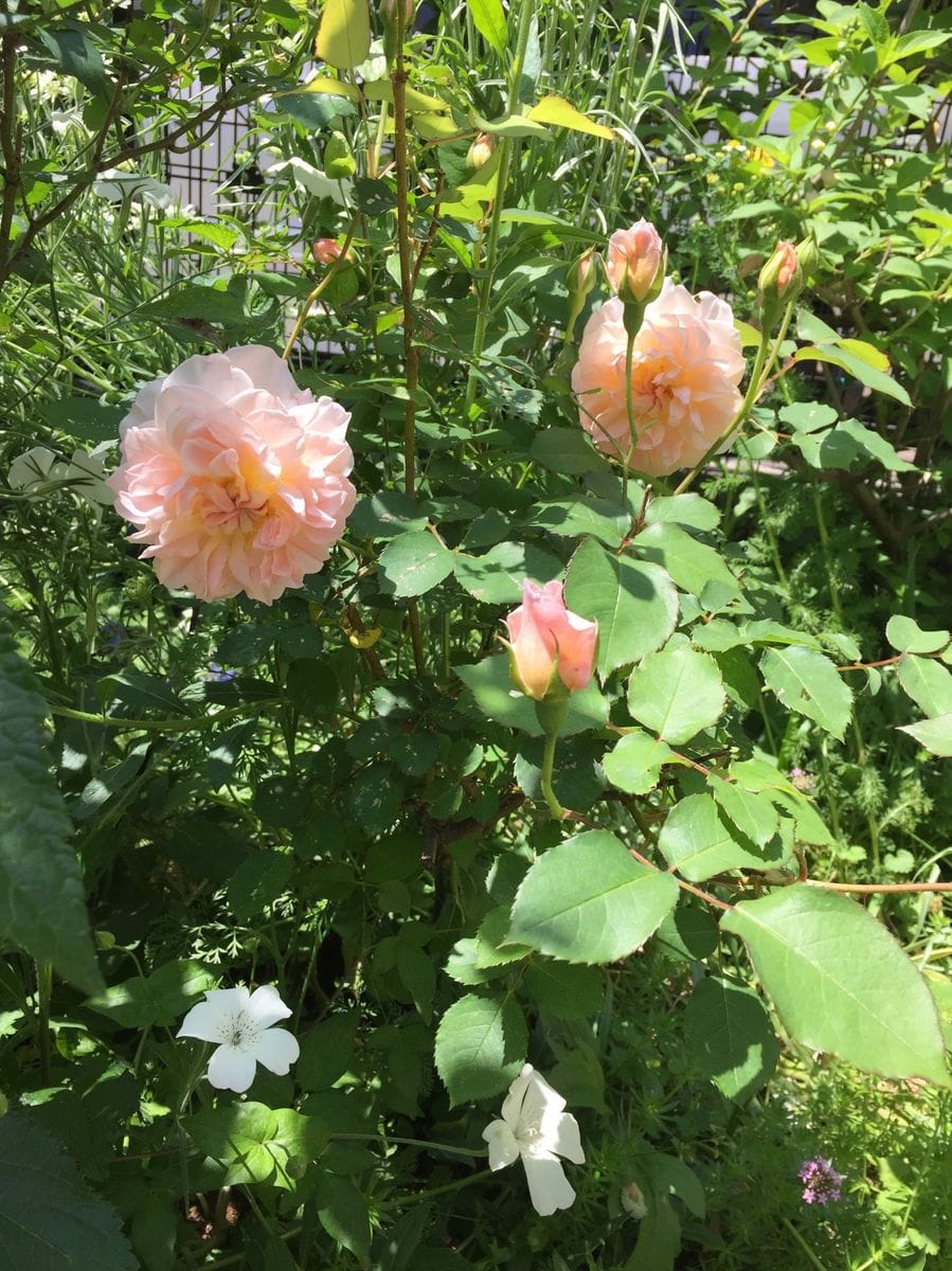 メアリーマグダレンの開花まで