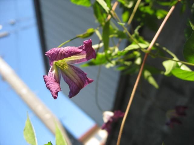 二番花二つとクレマチス・エレバン