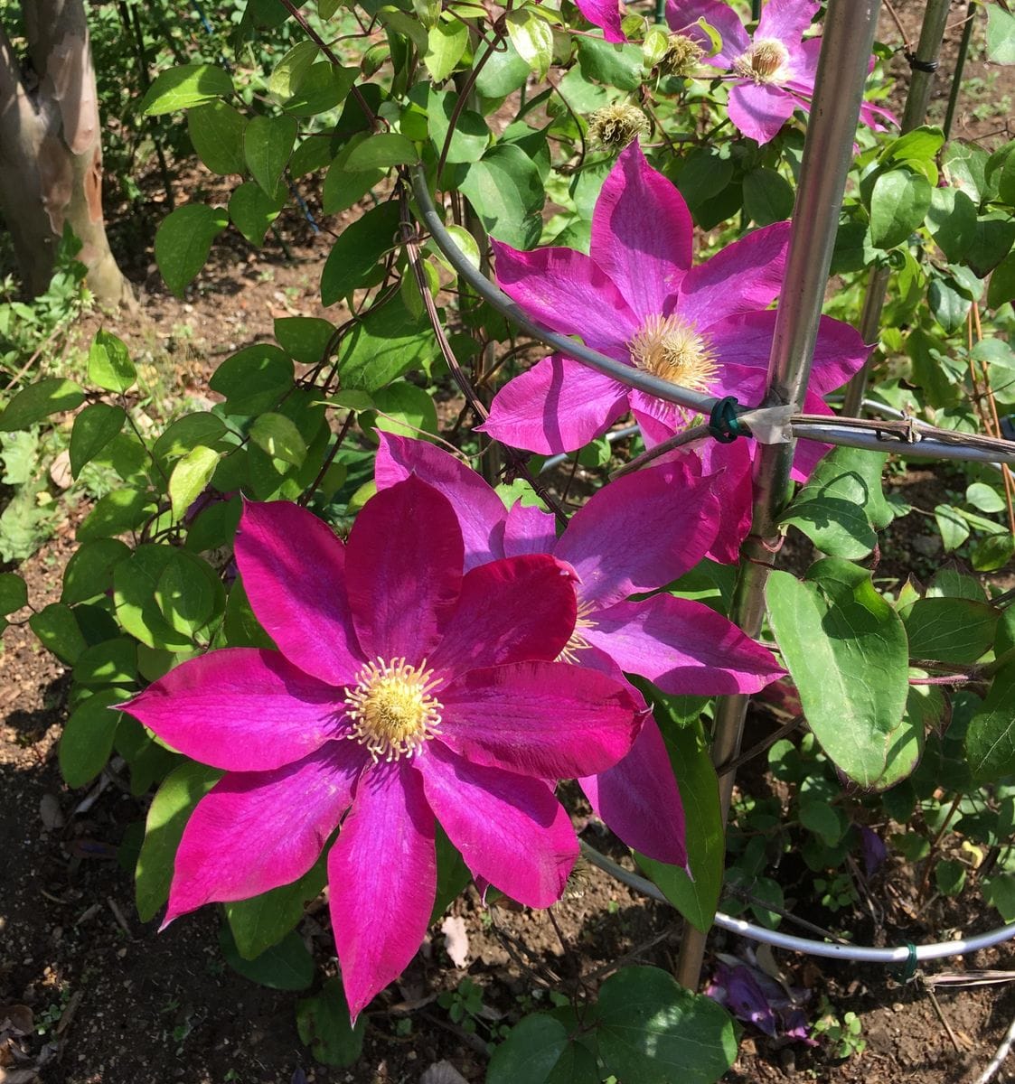 麻溝公園のクレマチス🌸