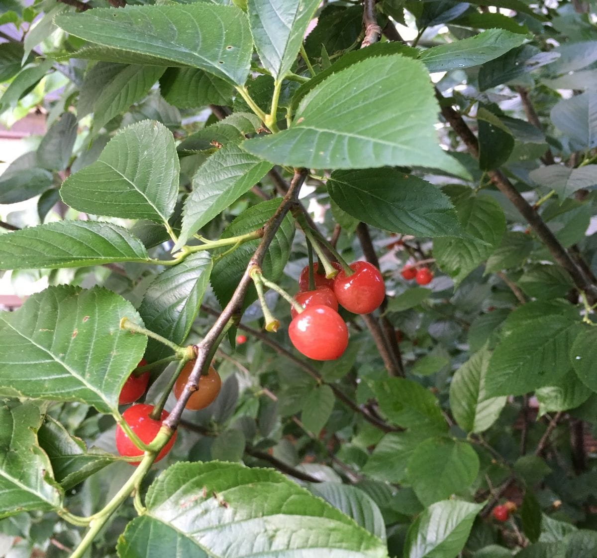 赤くなってきた桜桃🍒