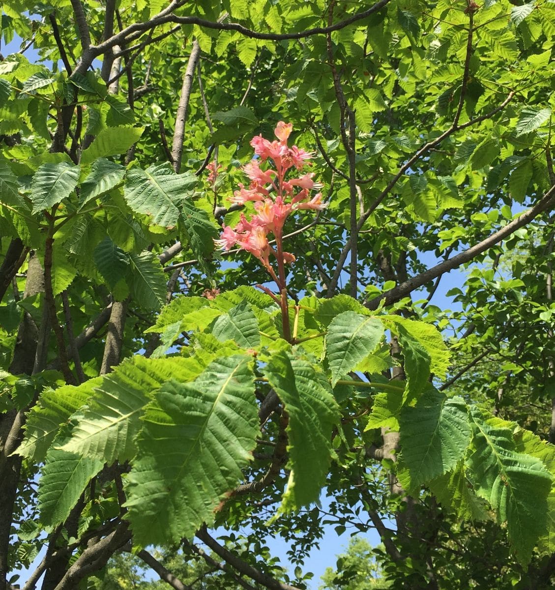 教えてください🌿