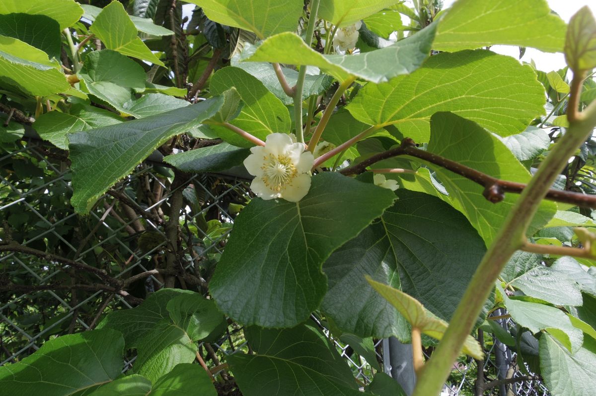 綺麗なキーウィの花