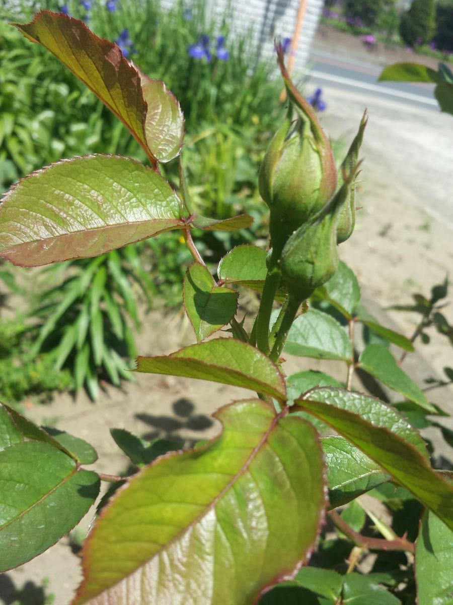 もうすぐ開花