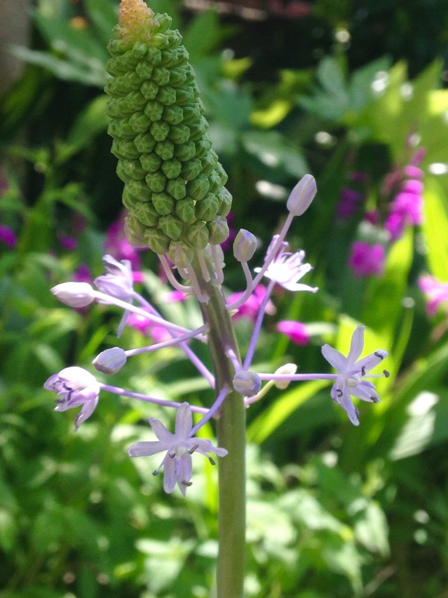  Scilla hyacinthoides