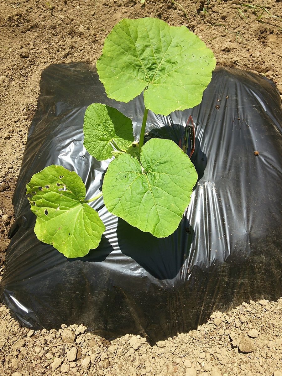 野菜植えました🌱