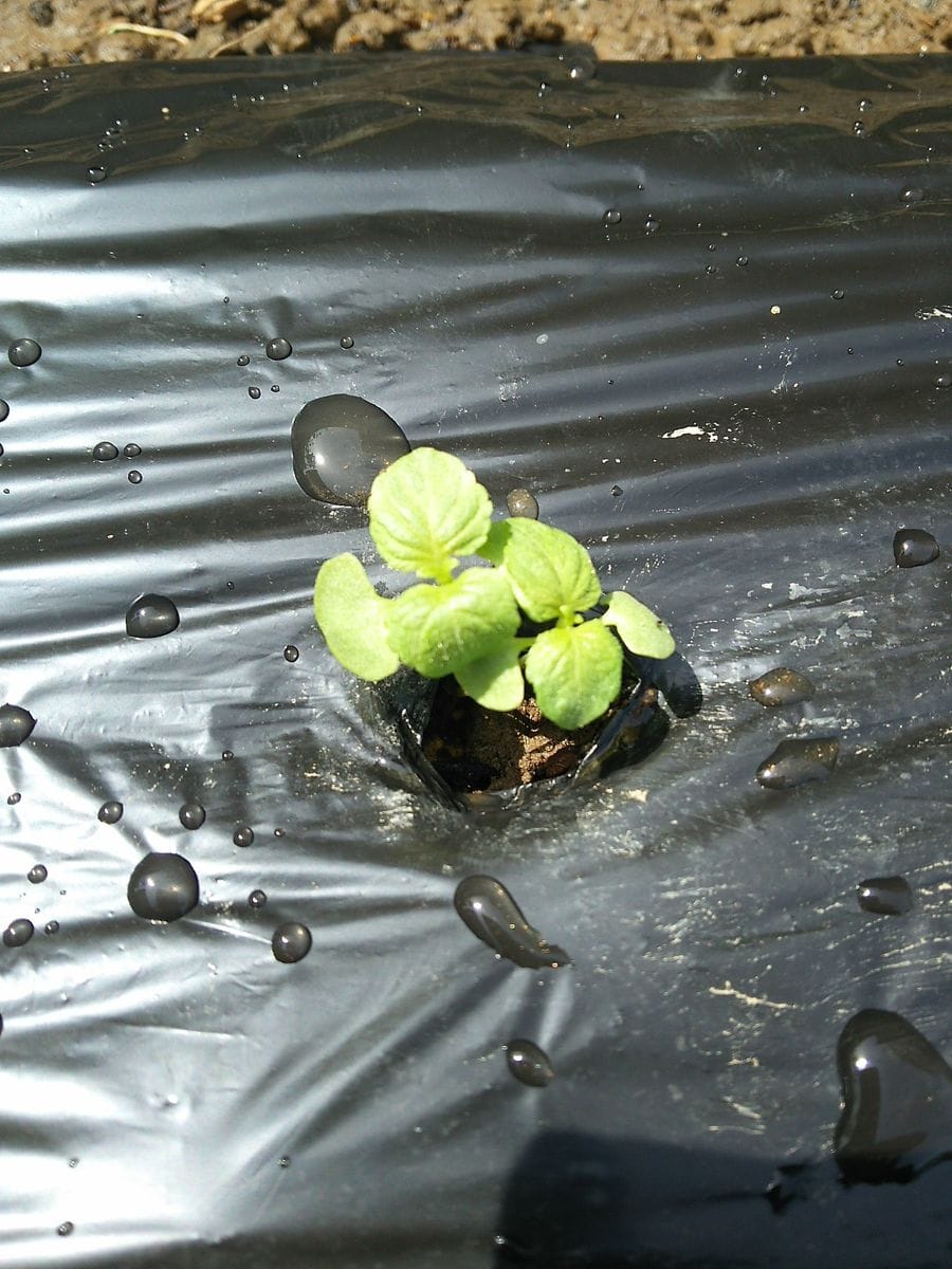 野菜植えました🌱