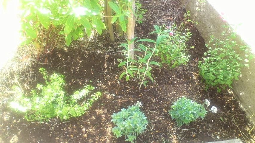 きのうは寄せ植え祭り