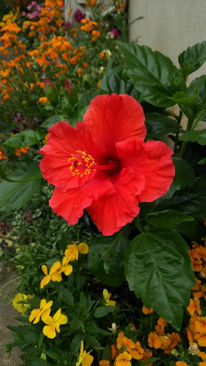 夏夏夏☀ってイメージの花達♪