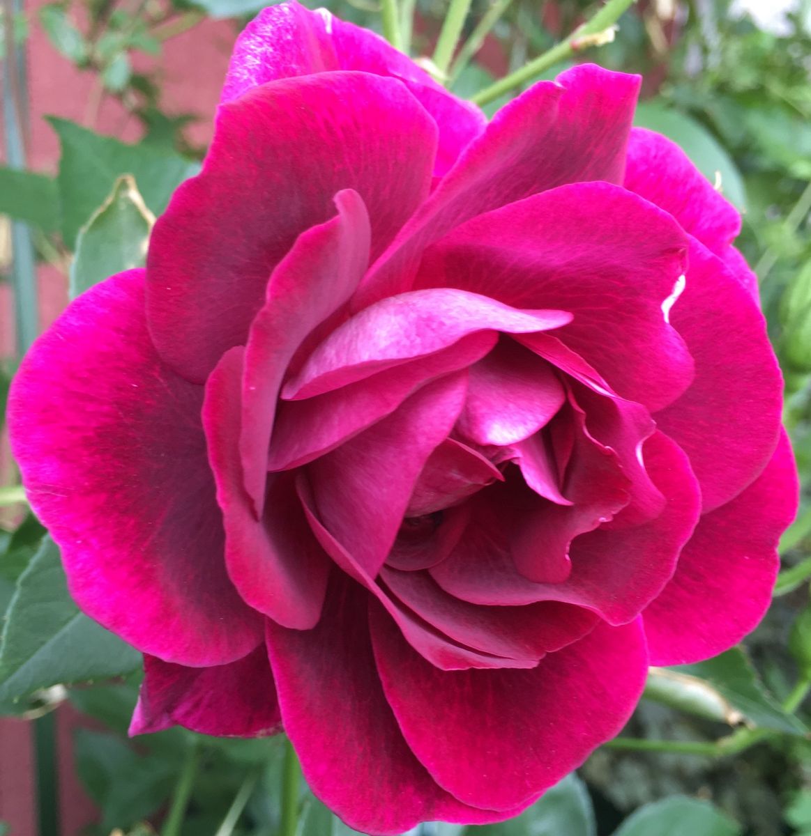 今朝のバラ🌹