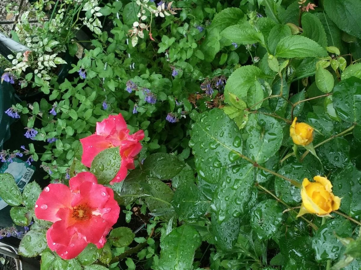 今日の☔雨のバラちゃん🌹