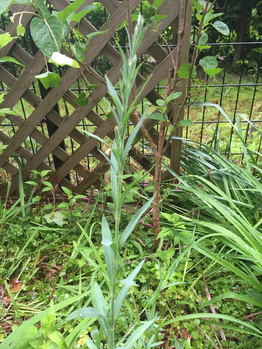 カーネーション？と八朔の花