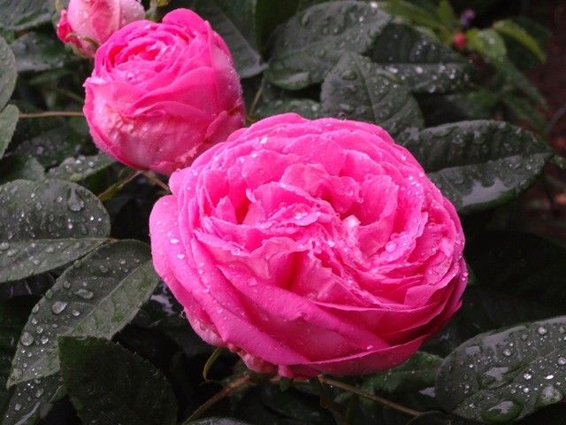 雨に濡れた今朝のバラ③