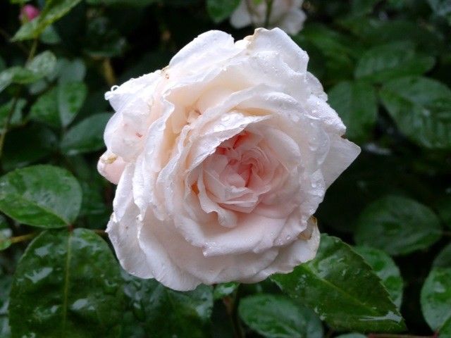 雨に濡れた今朝のバラ⑤