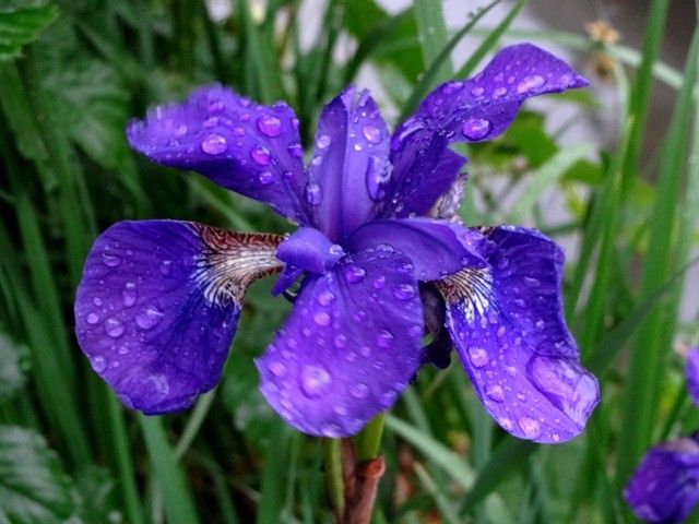 雨が似合う花