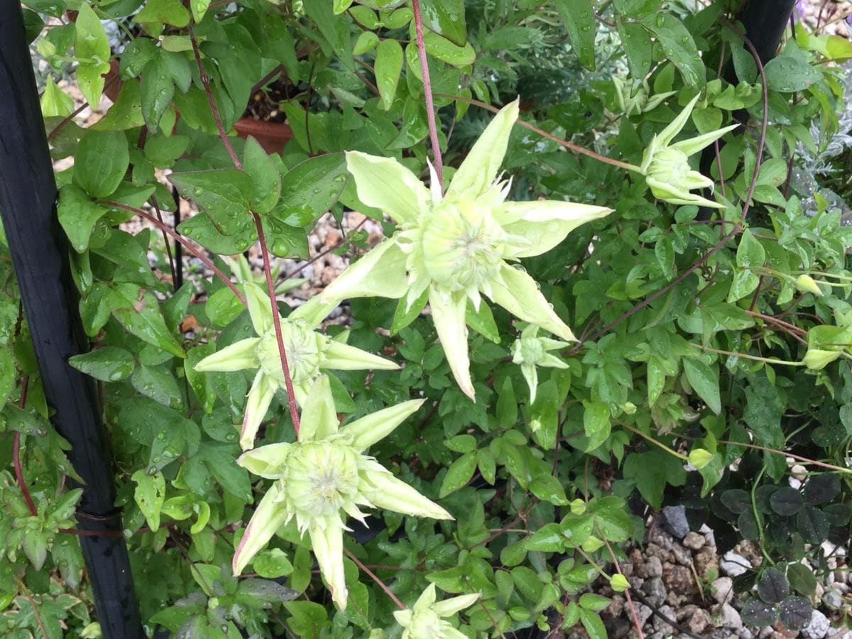 雨の中、白のお花